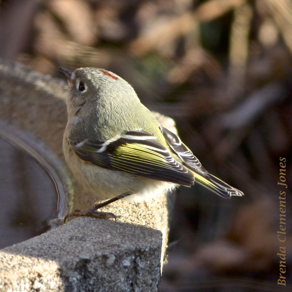 Ruby-crowned Kinglet