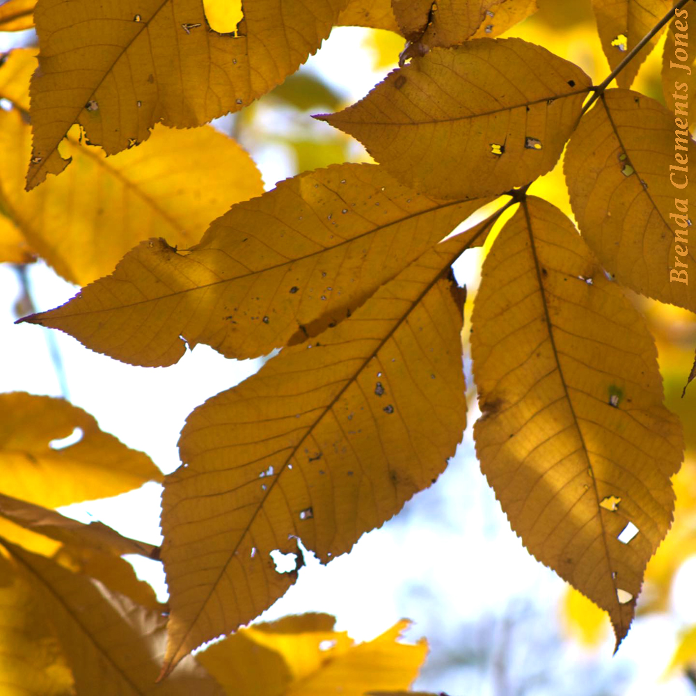 Hickory Trees