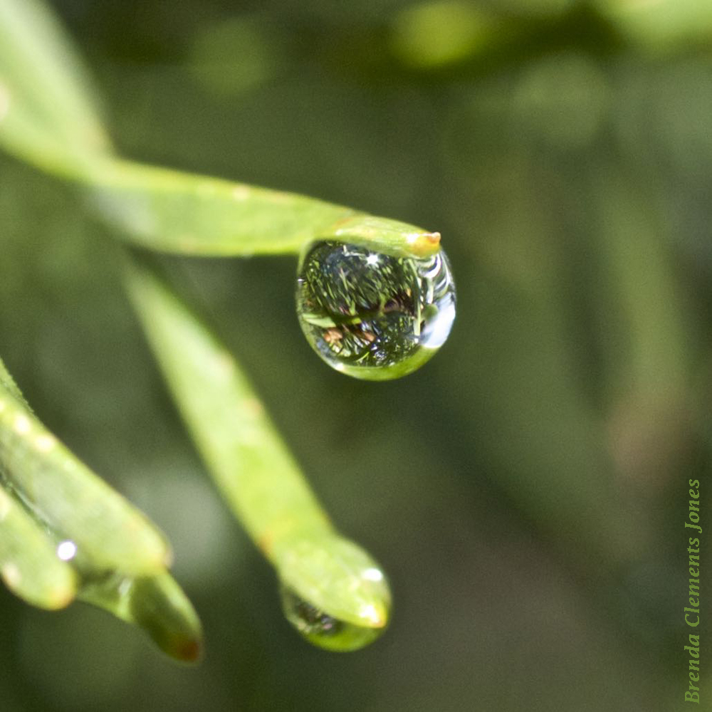 A Drop of Rain