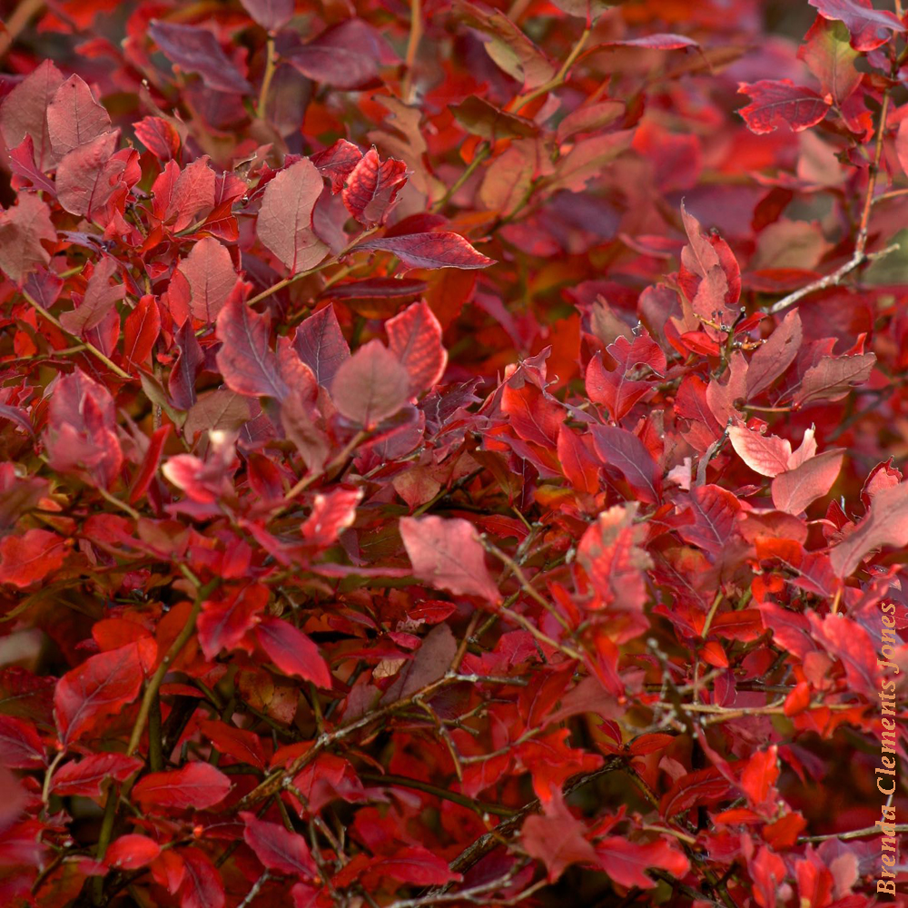 Blueberry Bushes in Autumn