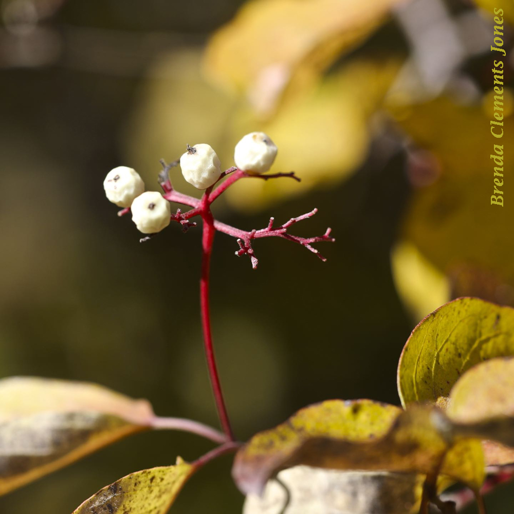 Gray Dogwood in Autumn