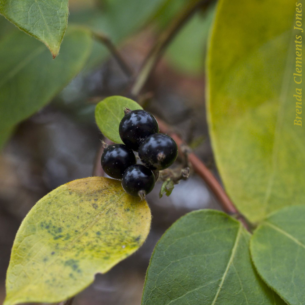 Japanese Honeysuckle Berries
