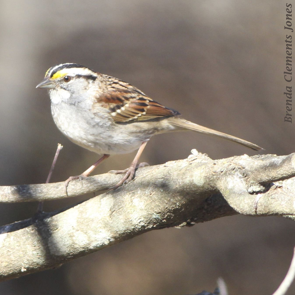 White-throated Sparrow