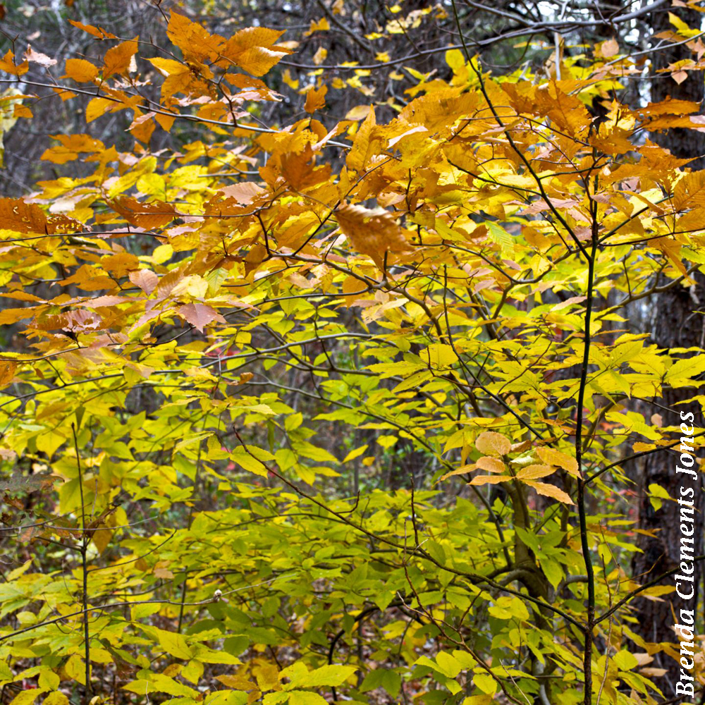 American Beech in Autumn