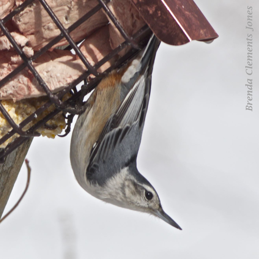 Late Autumn At the Feeders