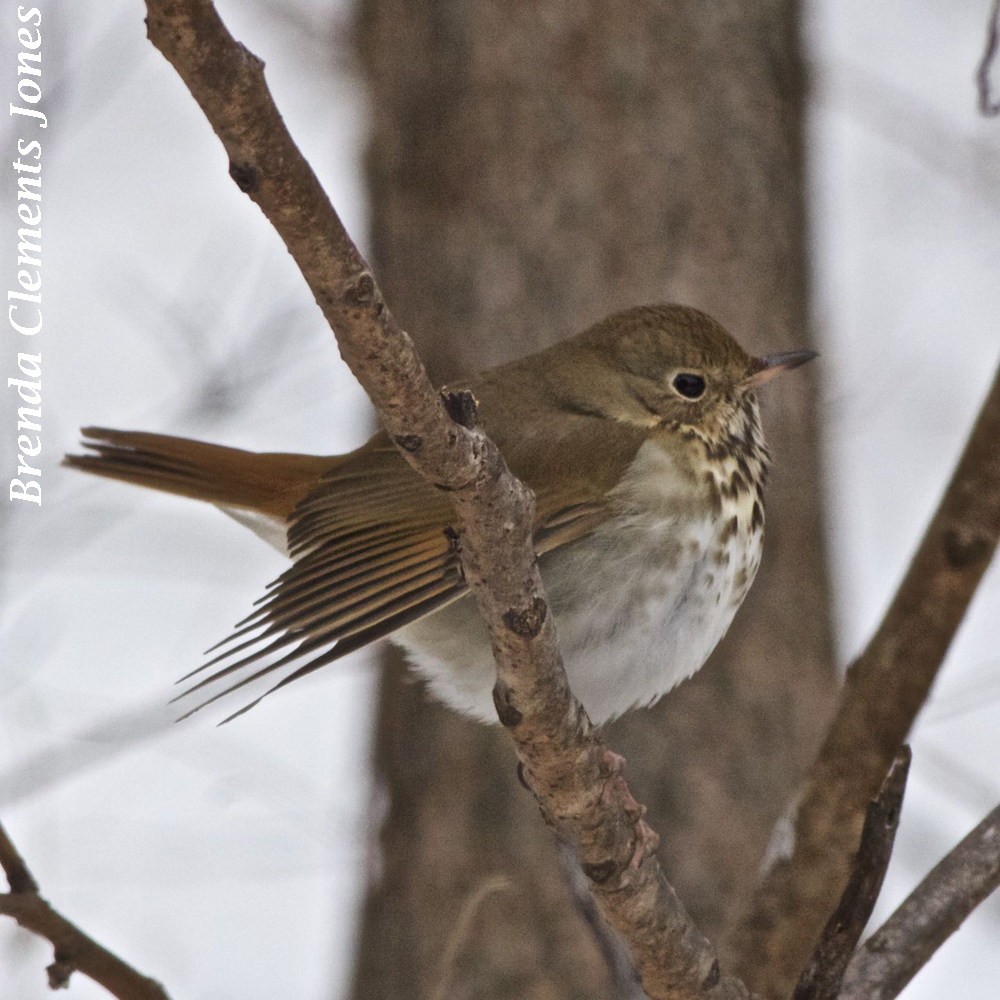 Winter Arrival of the Hermit Thrush