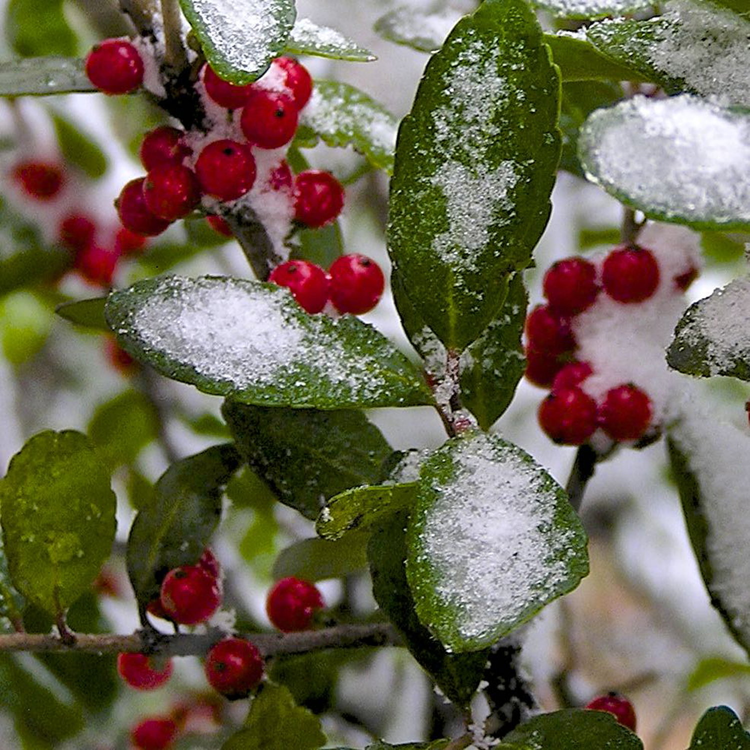 Christmas Card in the Works