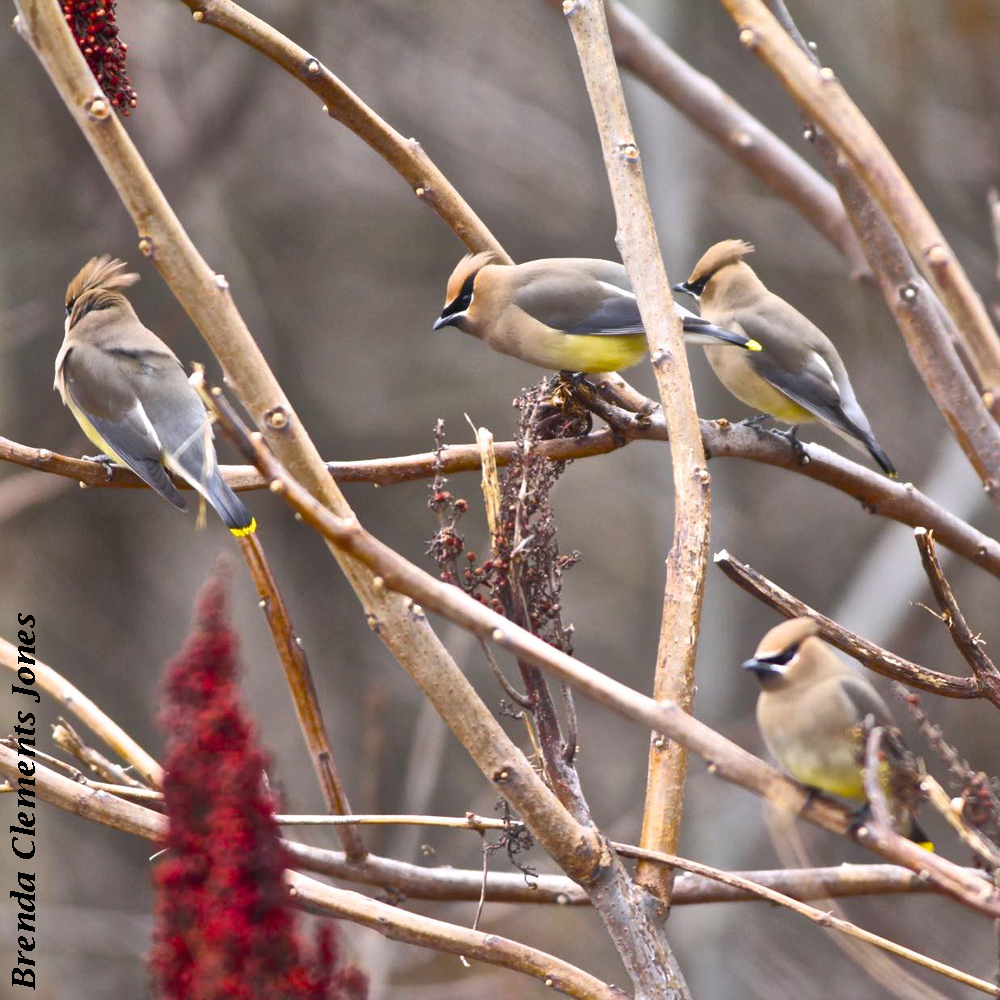 Gregarious Cedar Waxwings