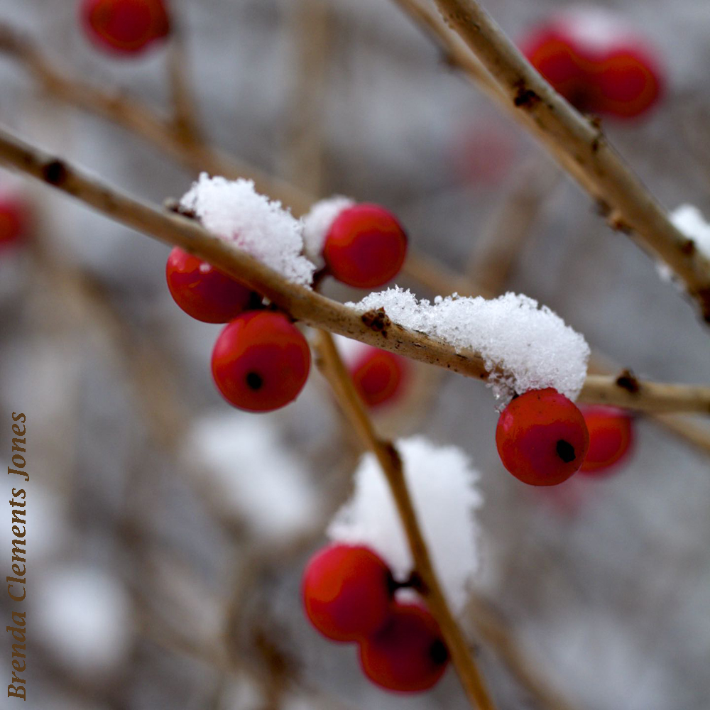 Winterberry Revisited