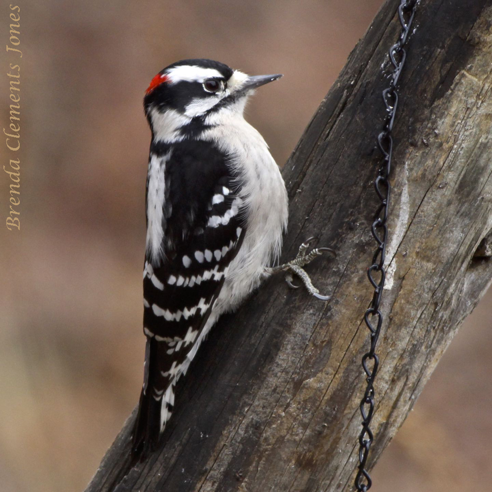 Downy Woodpeckers Love Suet