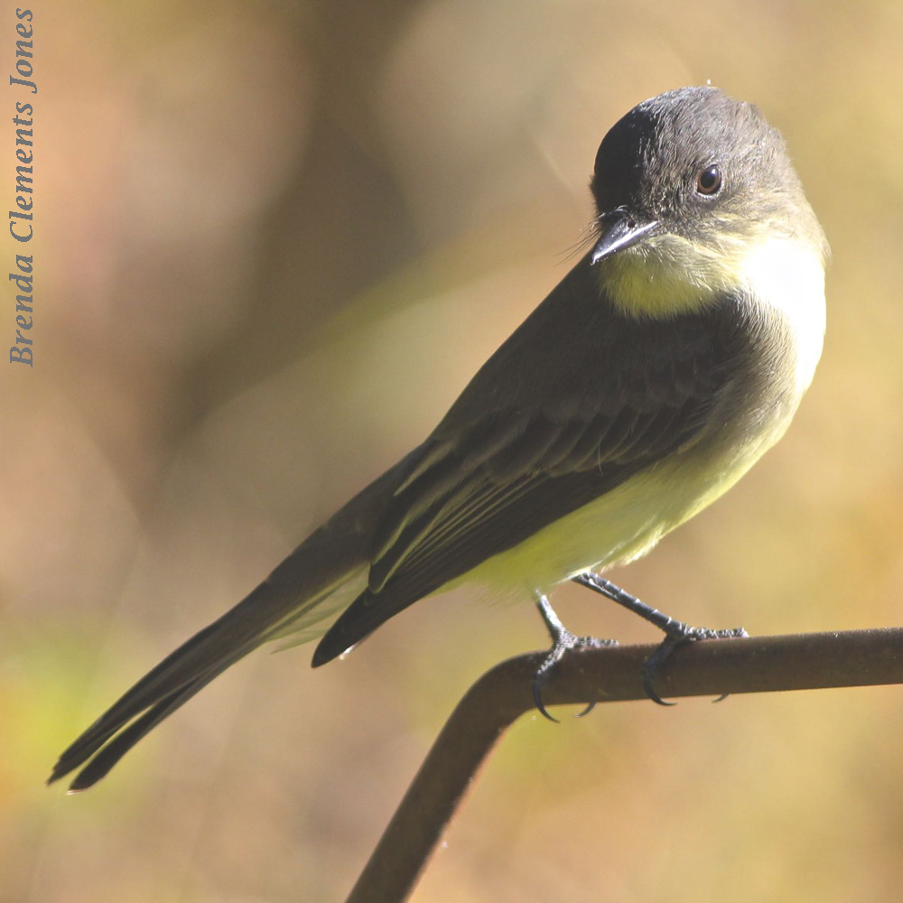 Eastern Phoebe In Winter