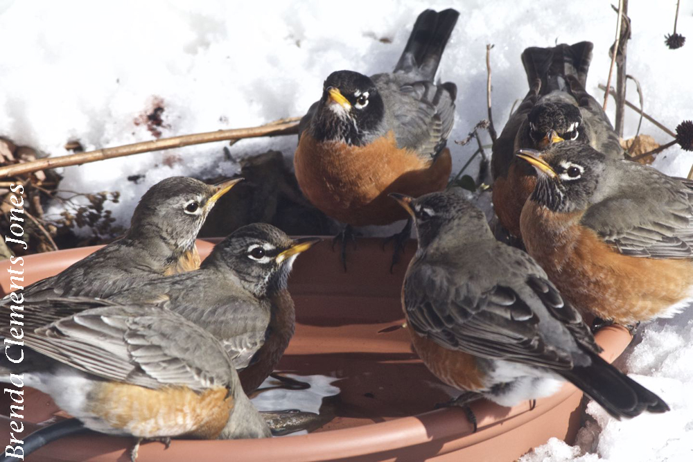 Robins in the Snow