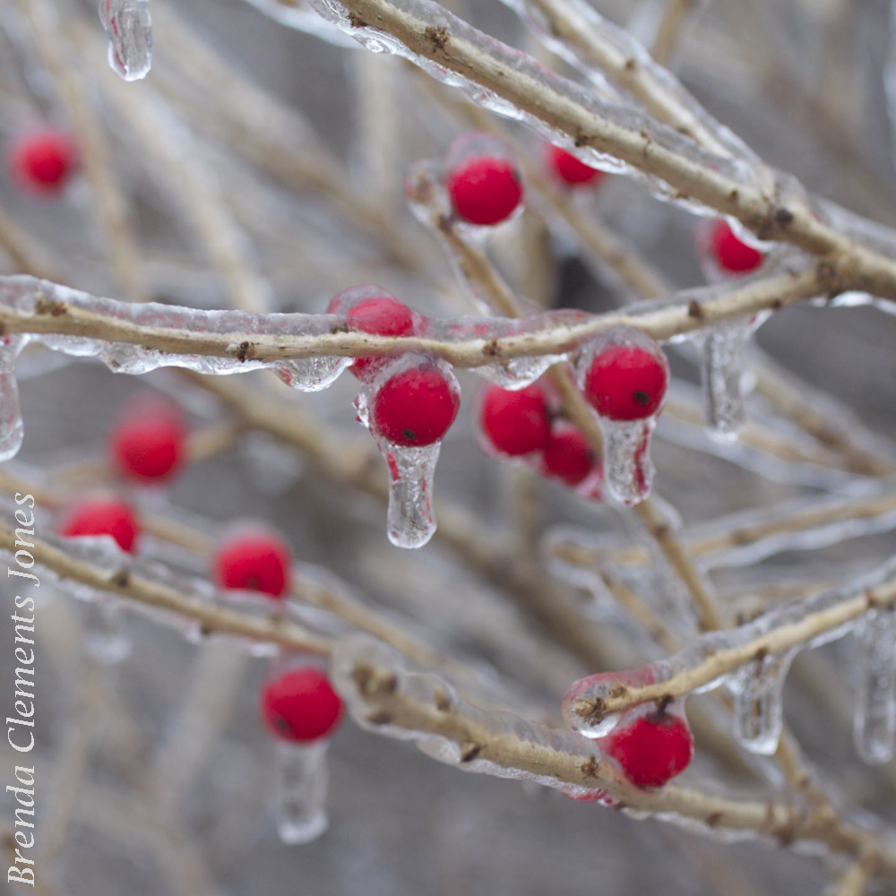 Crimson in a Black and White Landscape
