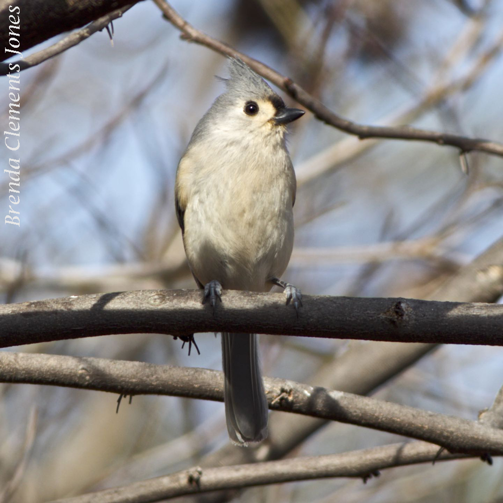 The Name, Tufted Titmouse