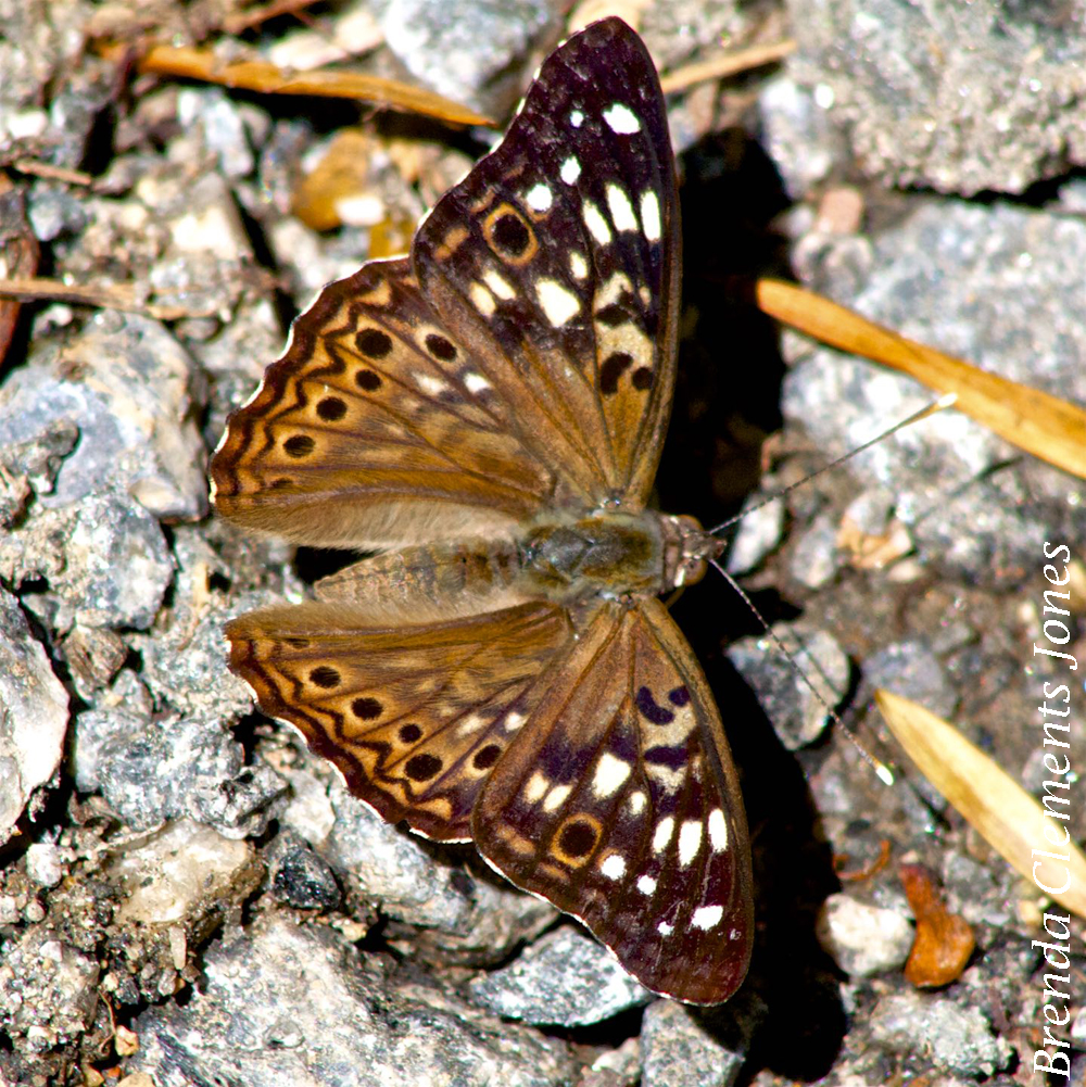 Time Travel and Hackberry Emperors