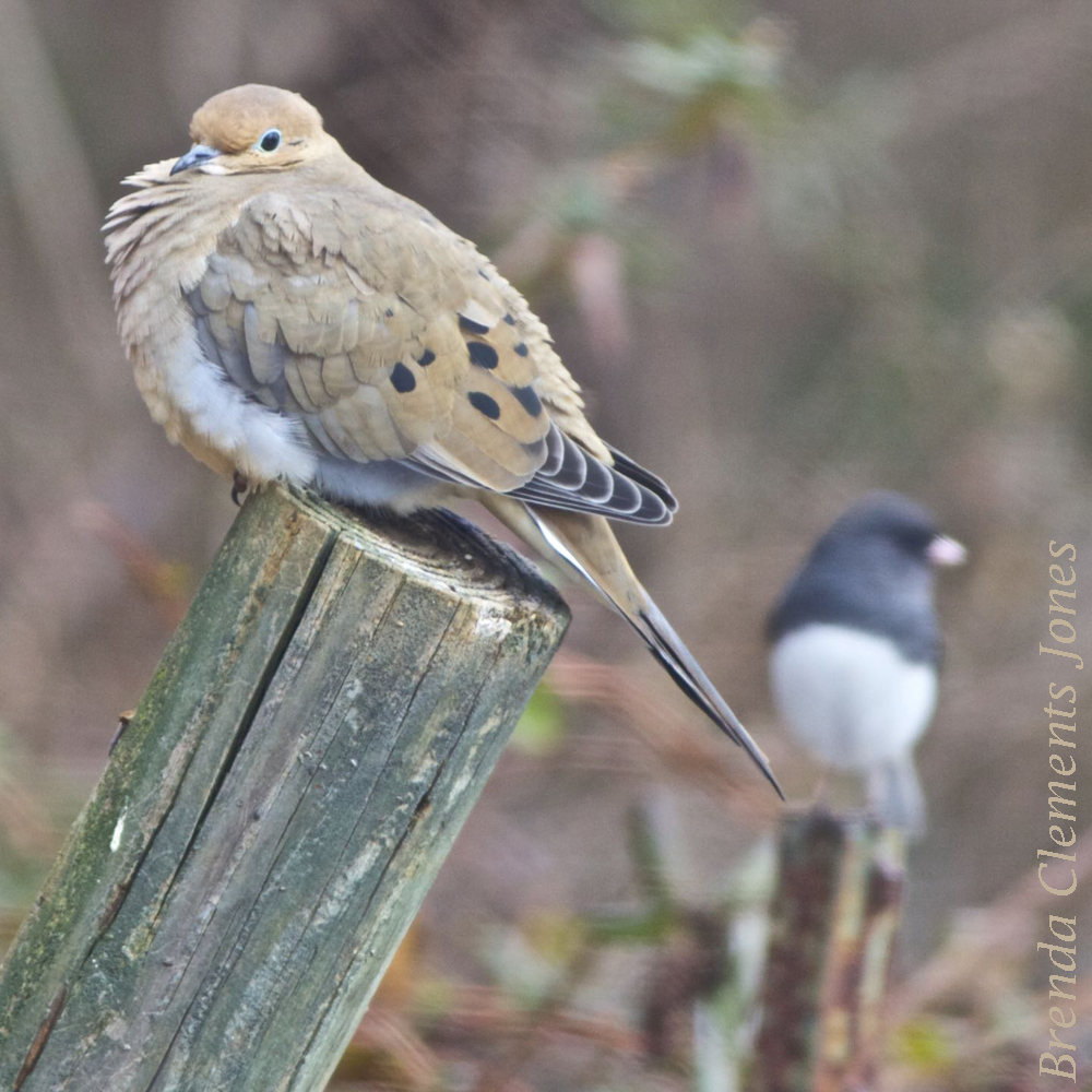 Fluffed Against the Cold