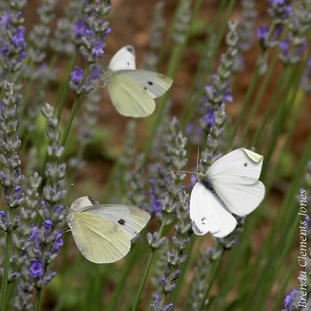Lavender and Cabbage Whites