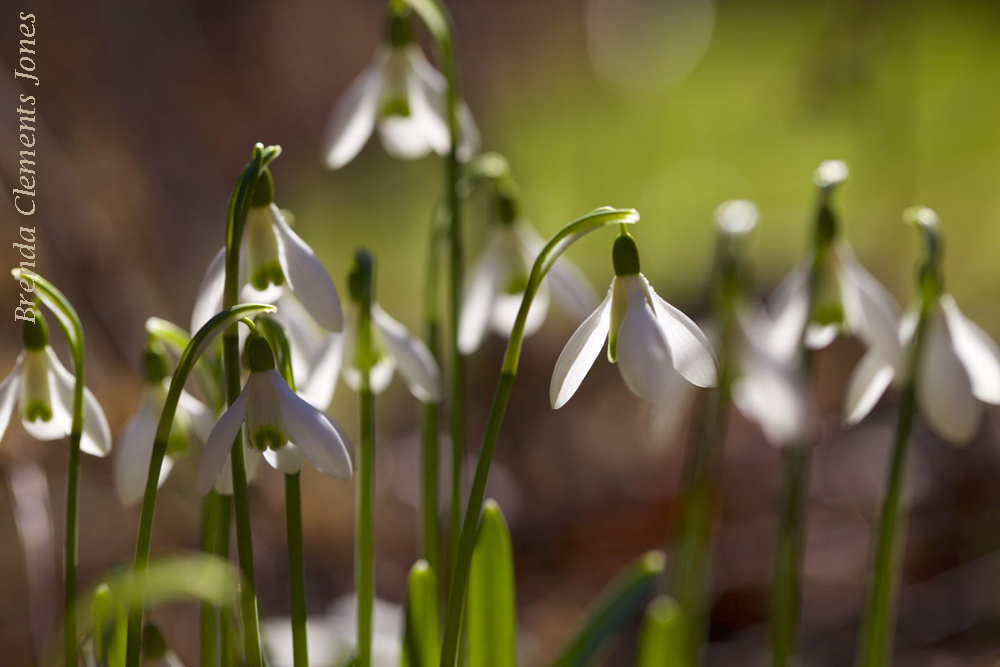Snowdrop Buds Today