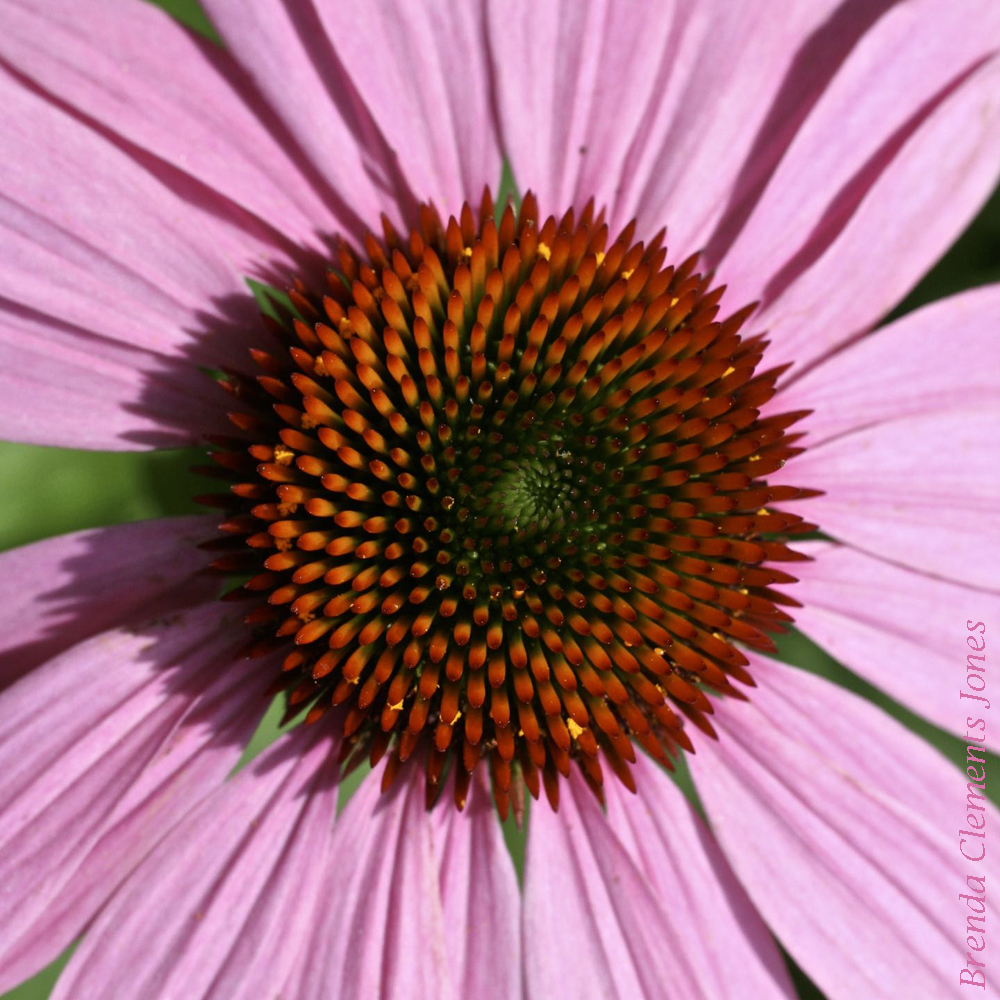 Purple Coneflower