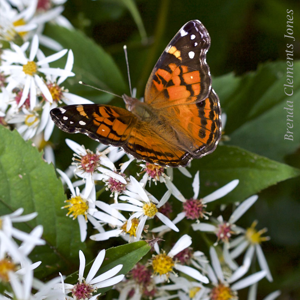 White Wood Asters