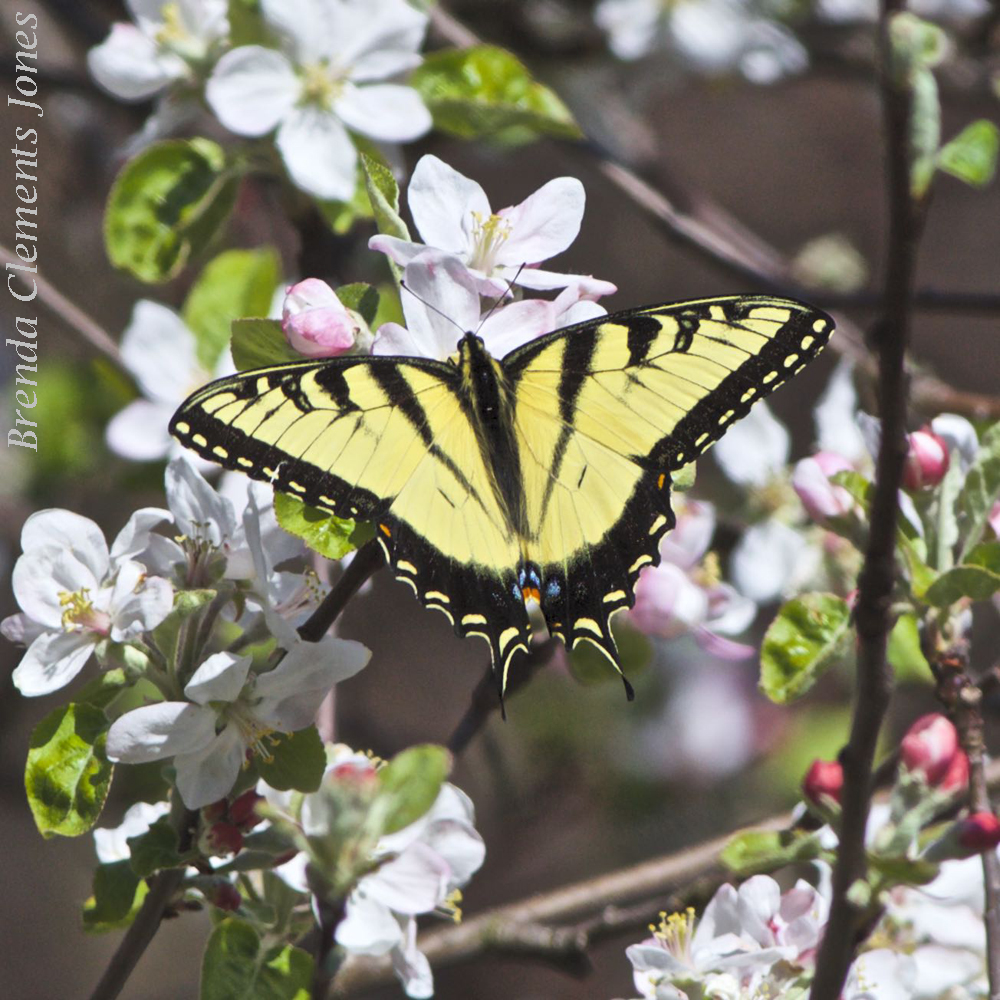 First Tiger Swallowtail