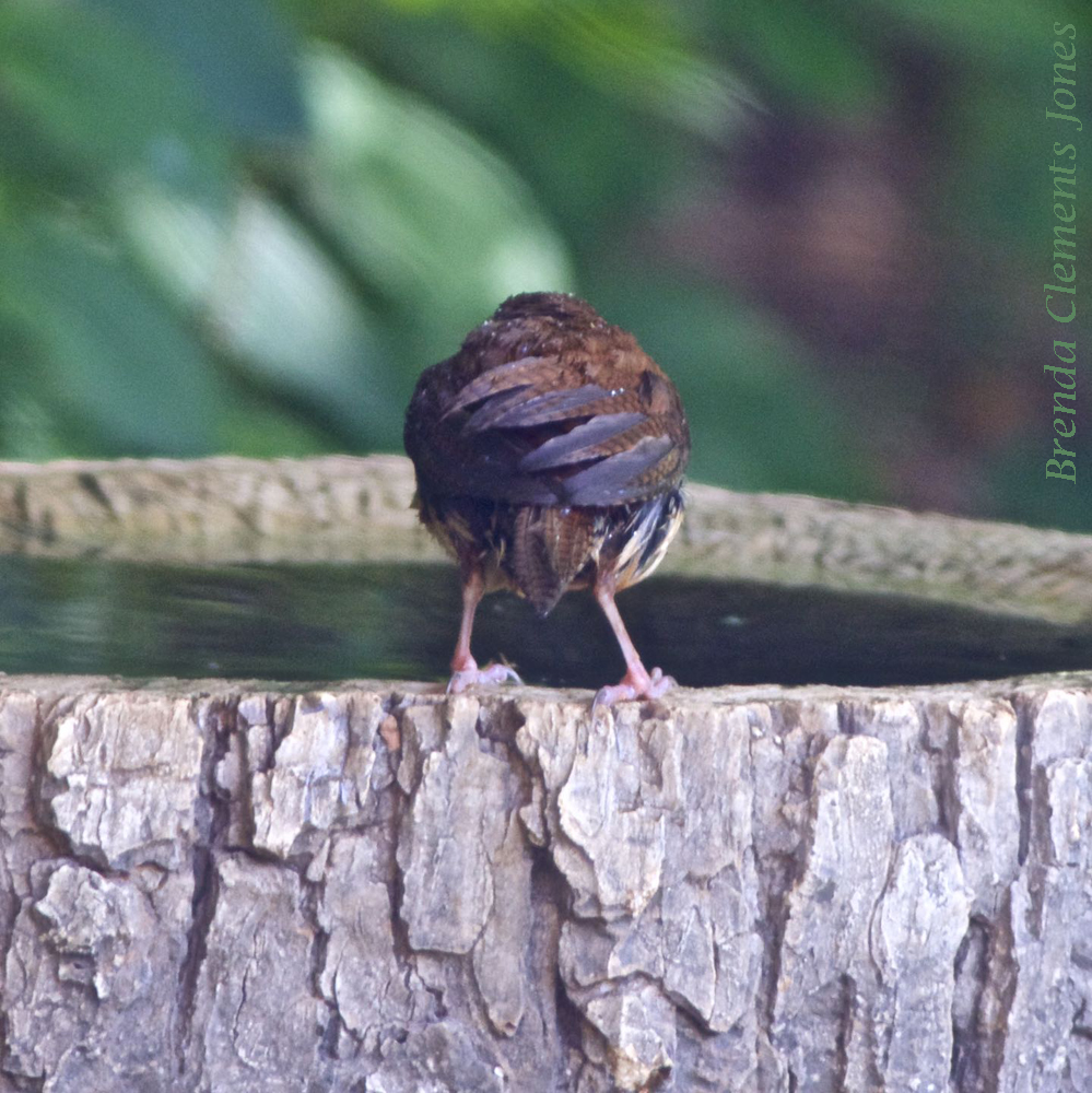 Contemplating the Plunge