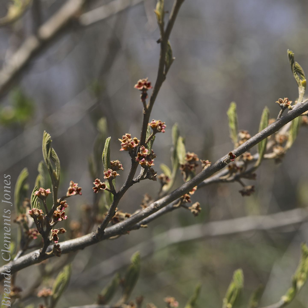Witch Hazel in Spring