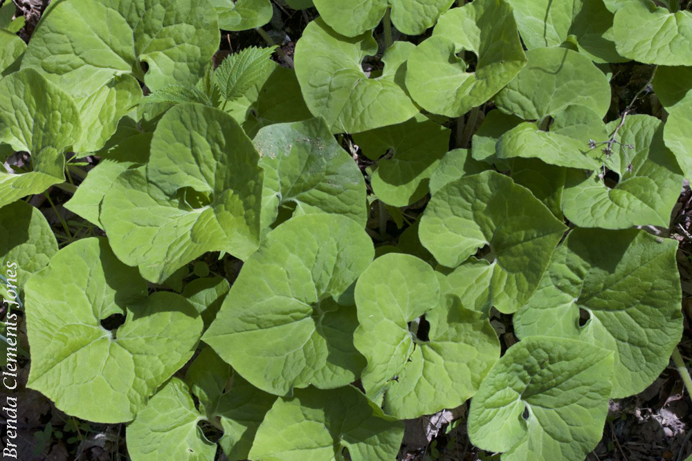 Wild Ginger a Great Groundcover