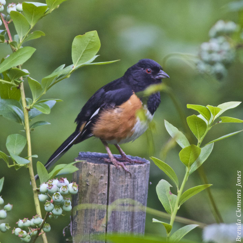 Watching The Blueberry Crop