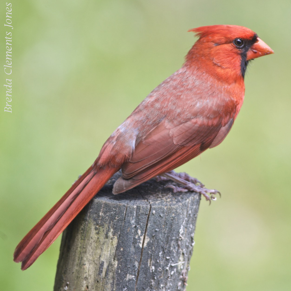 Bright Day In The Garden