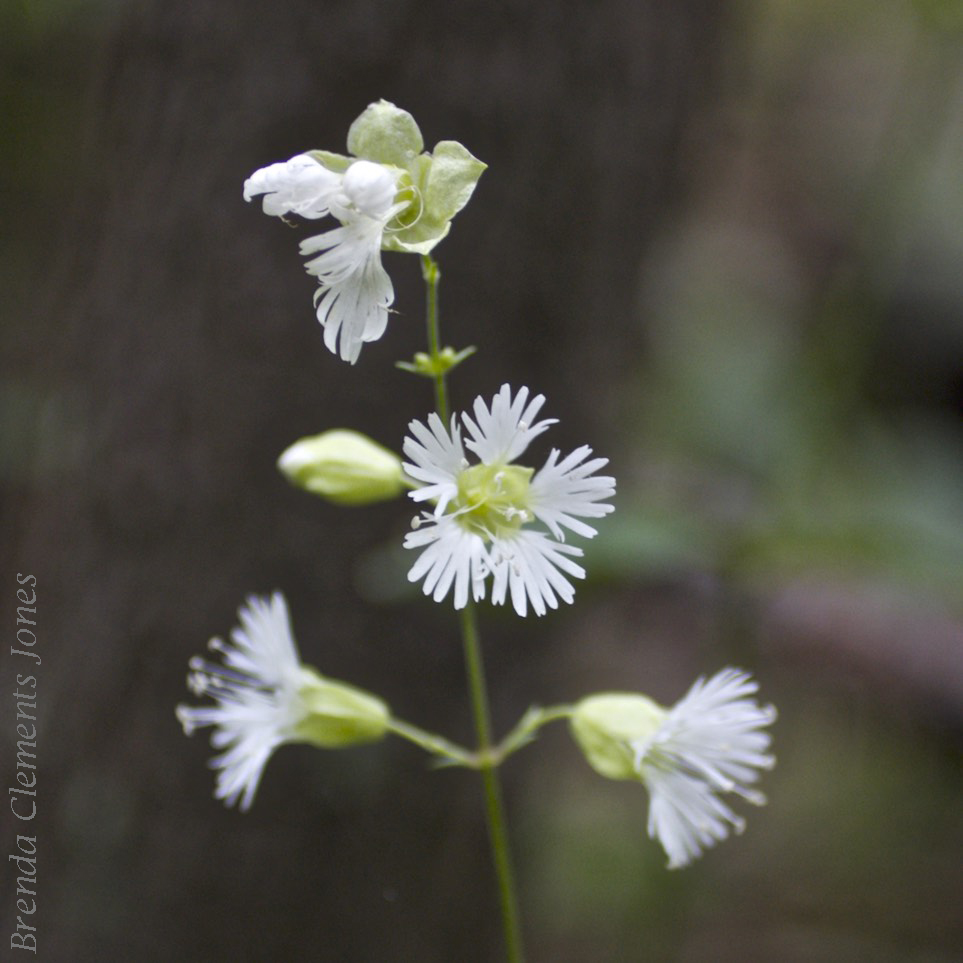 Starry Campion