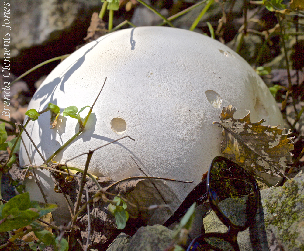 Giant Puffball Mushroom