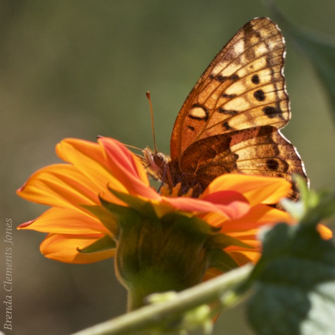 Tithonia