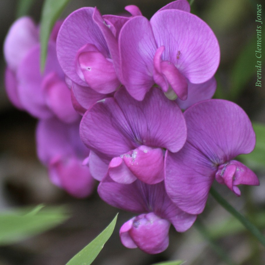 Everlasting Pea