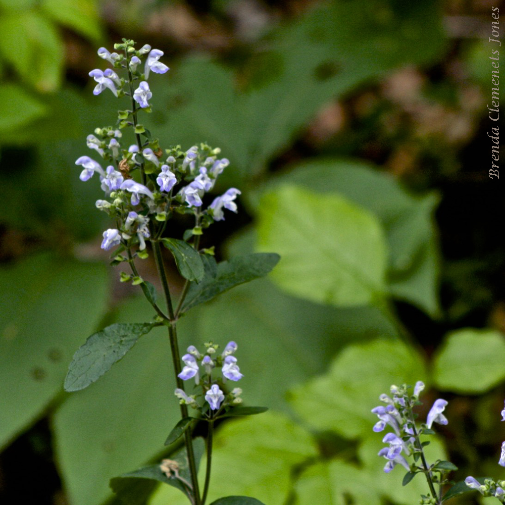 Nettleleaf Sage