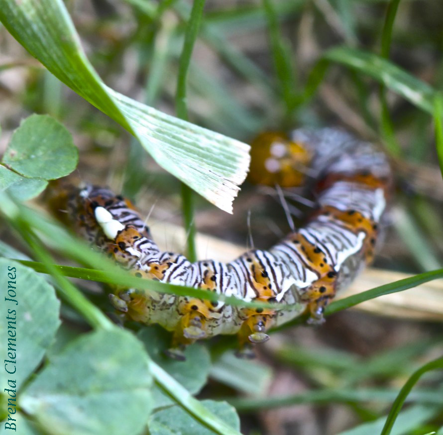 Eight-spotted Forester