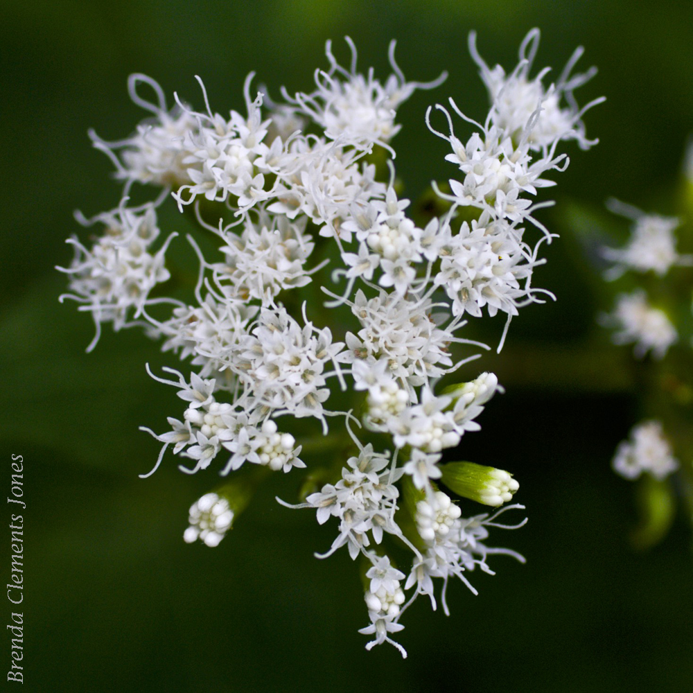 Late Thoroughwort