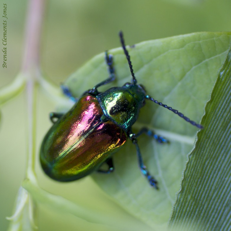 Dogbane Leaf Beetle