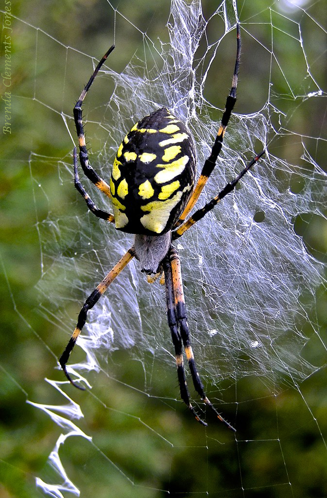 An Eye-catching Spider – Tendrils