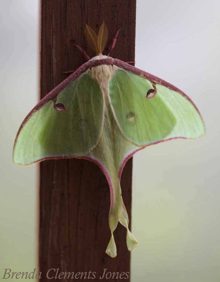 An Incredible Moth – Tendrils