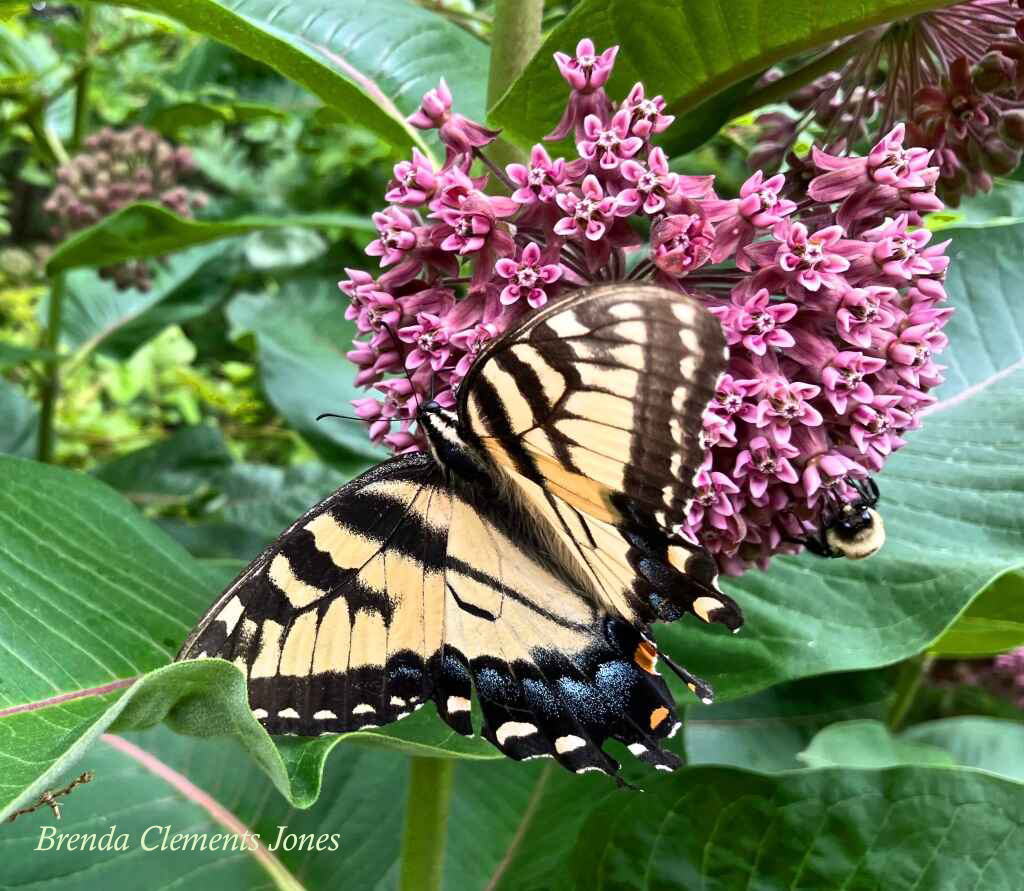 Native Virginia Insects State Insect Of Virginia – Tendrils