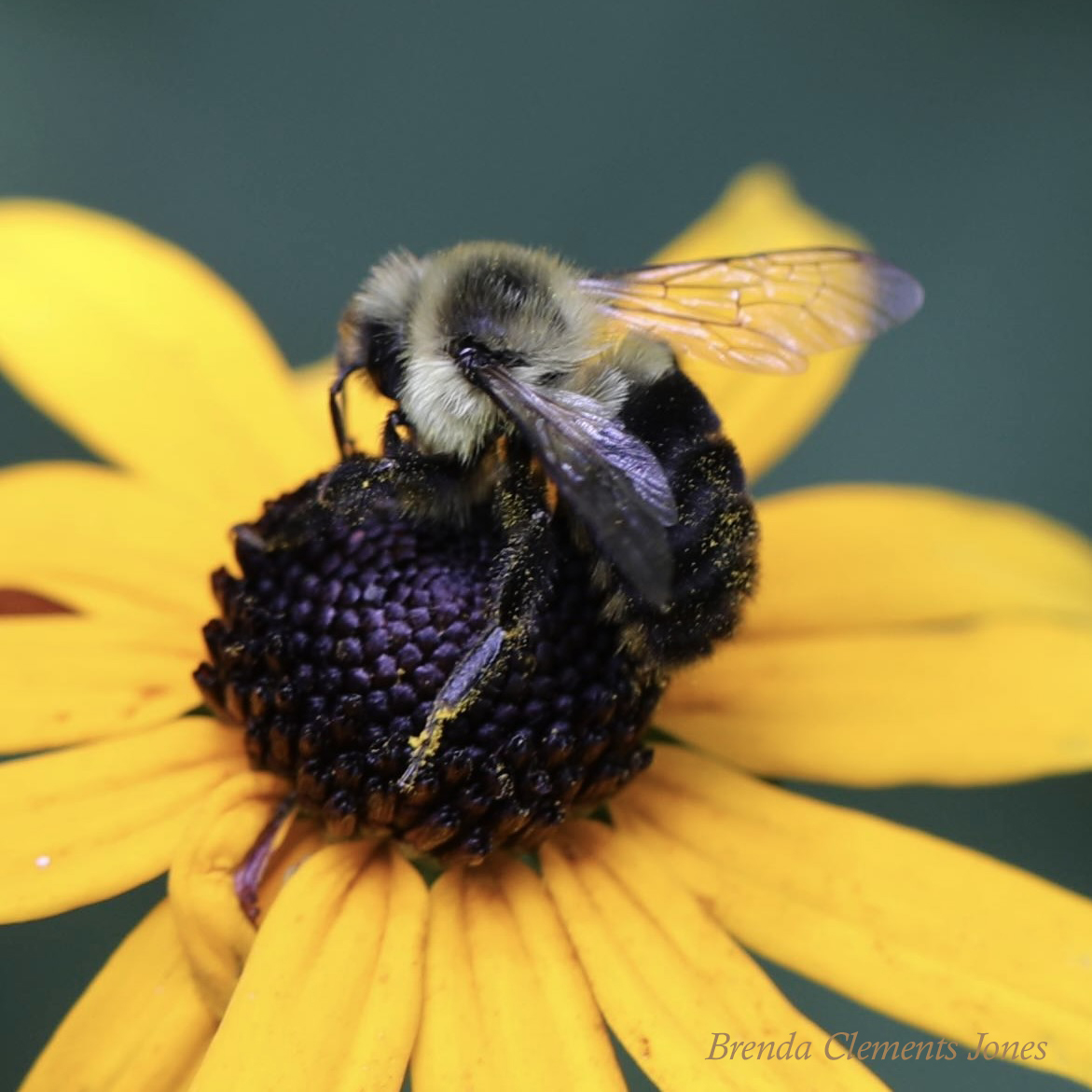 A Gentle Bee – Tendrils