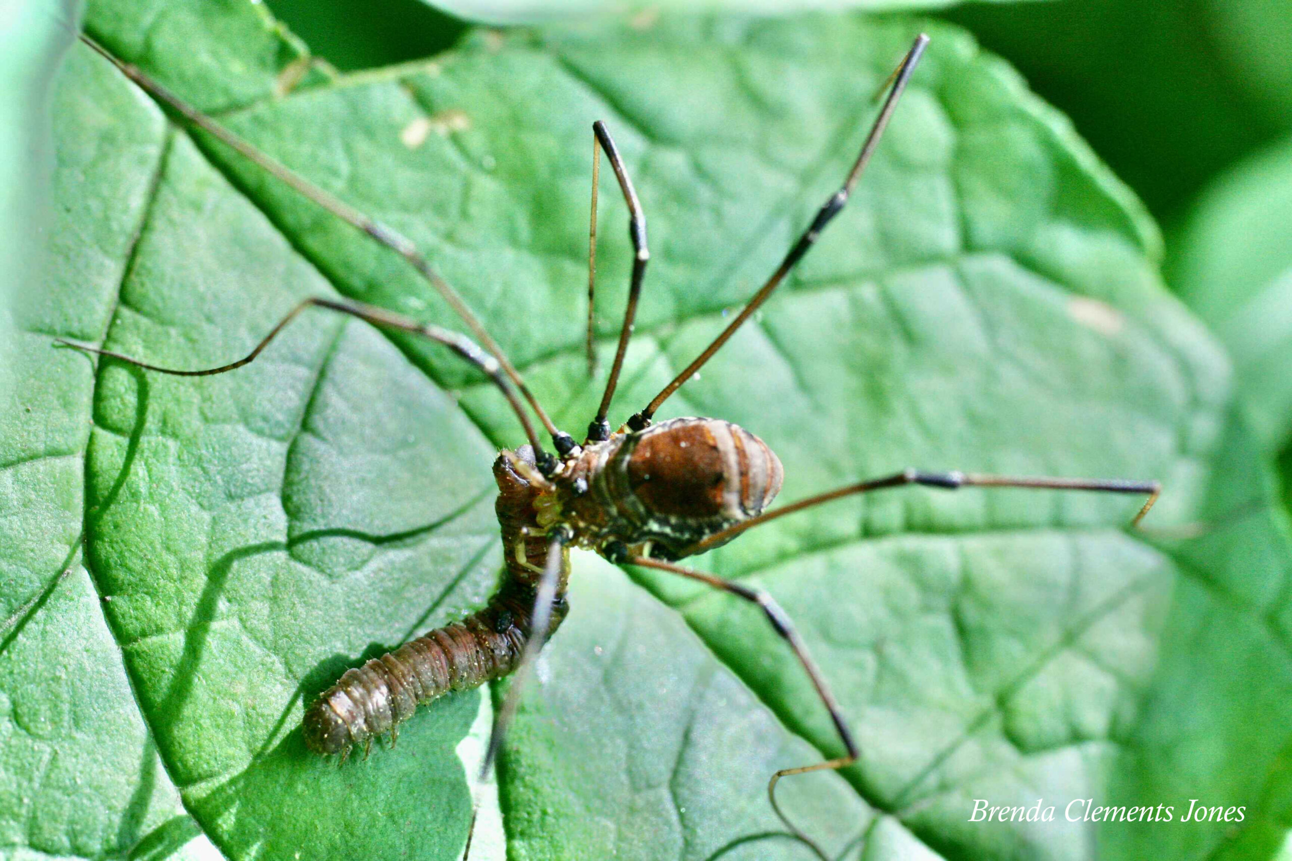 Harvestman Rakes A Harvestman – Tendrils